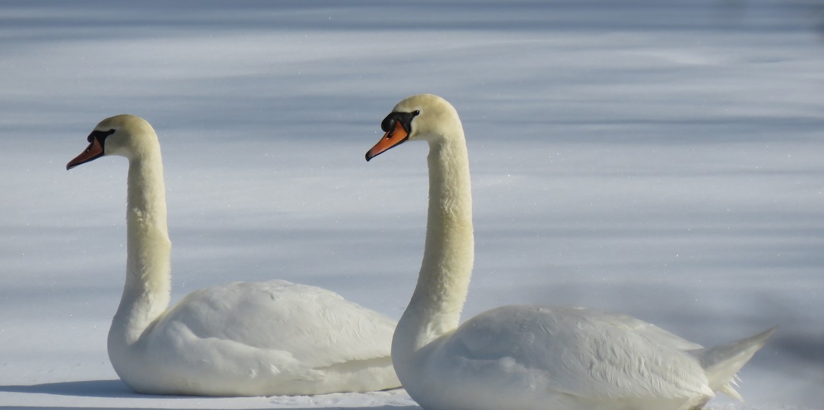 Mute Swan - ML210063411