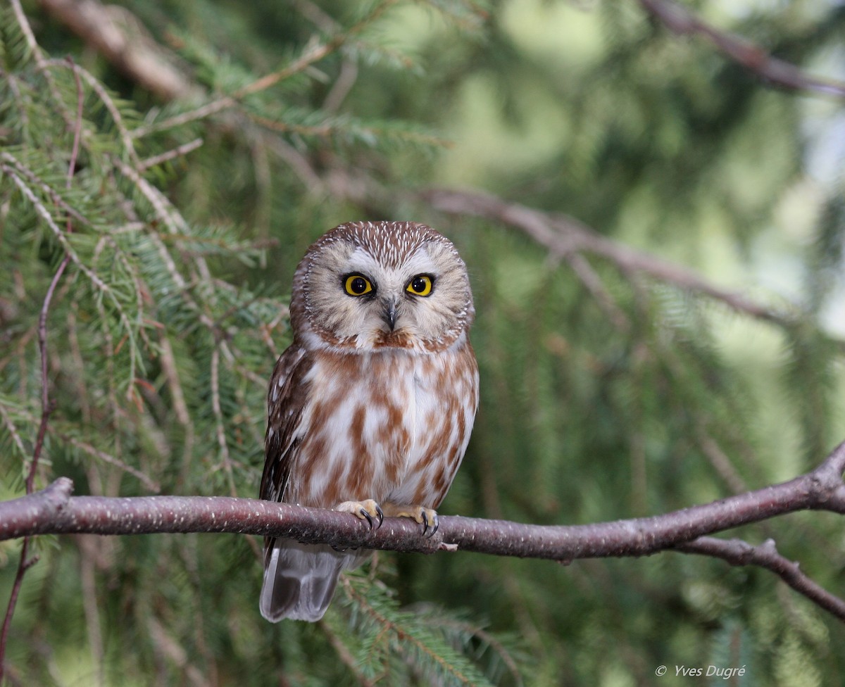 Northern Saw-whet Owl - Yves Dugré