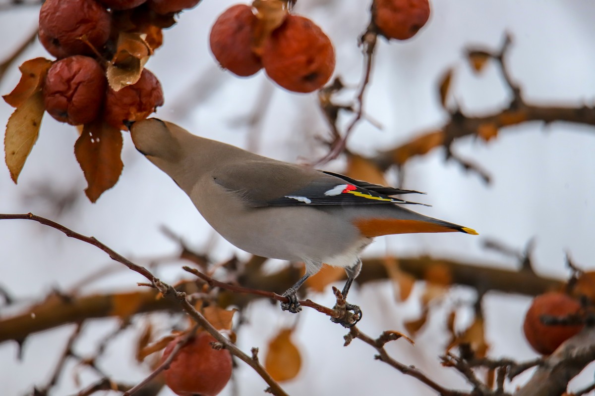 Bohemian Waxwing - ML210067011