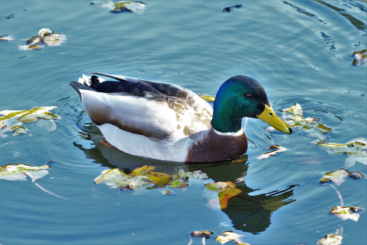 Mallard - ML210067331