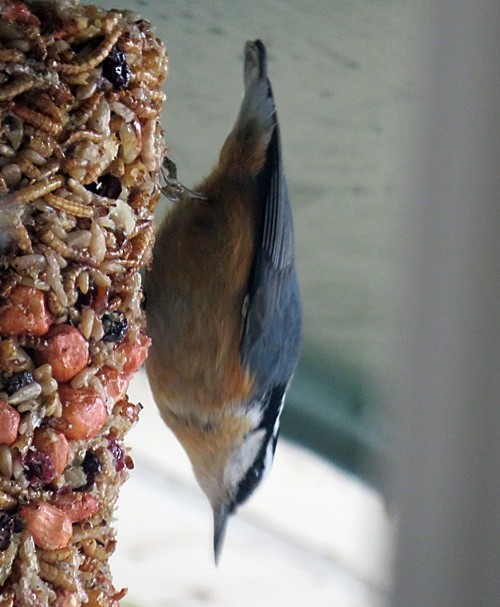 Red-breasted Nuthatch - ML210069421