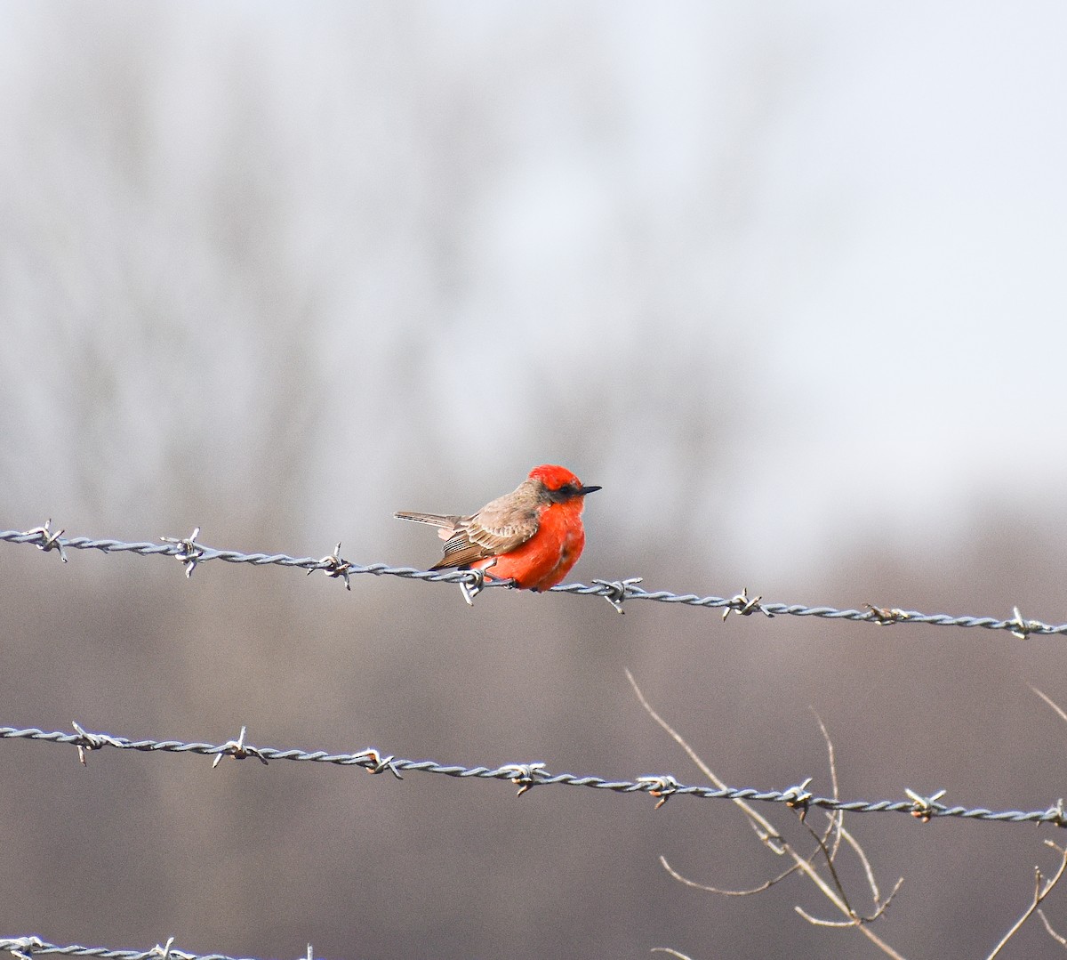 Vermilion Flycatcher - Gabe Hargrove