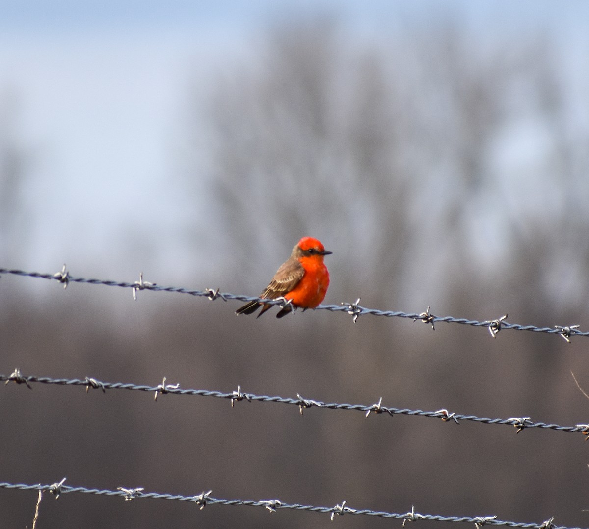 Vermilion Flycatcher - Gabe Hargrove