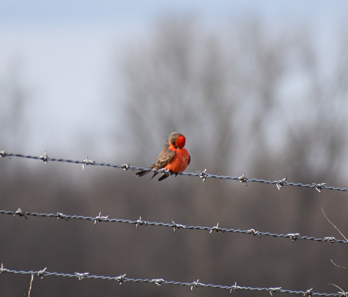 Vermilion Flycatcher - Gabe Hargrove