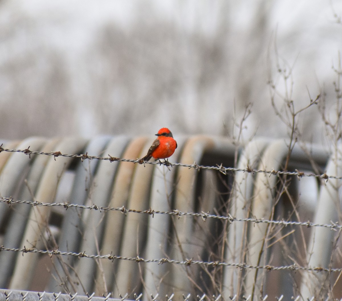 Vermilion Flycatcher - ML210070001