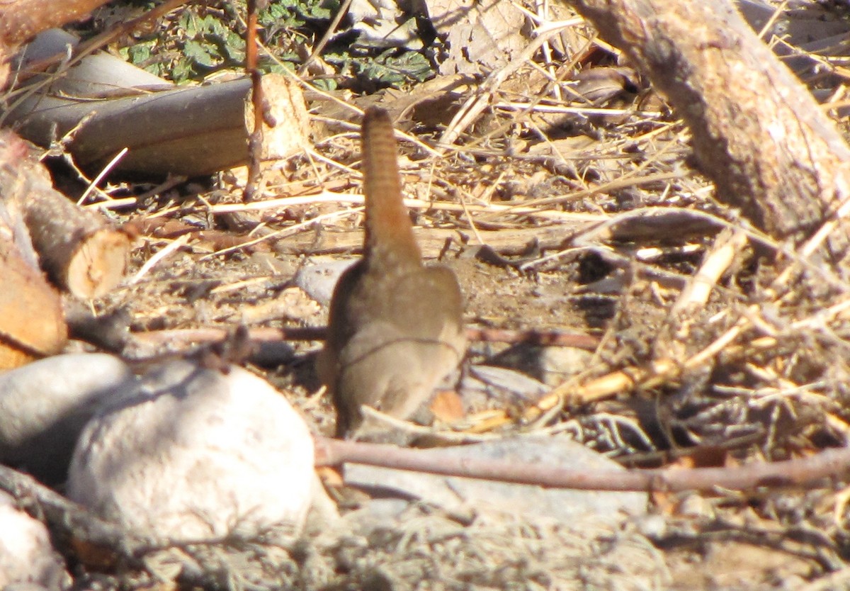 House Wren - Martín Lopez Cepero