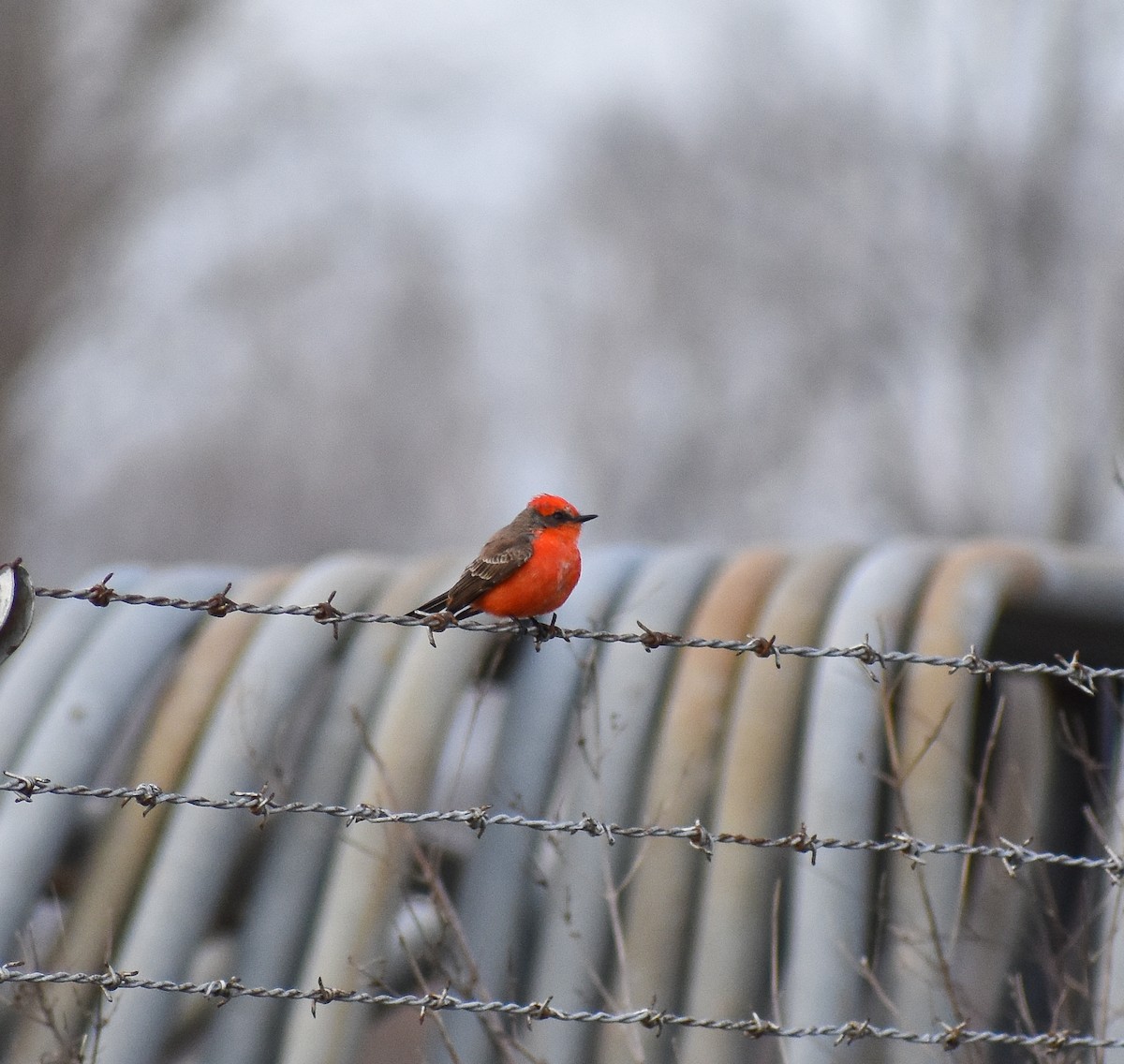 Vermilion Flycatcher - Gabe Hargrove