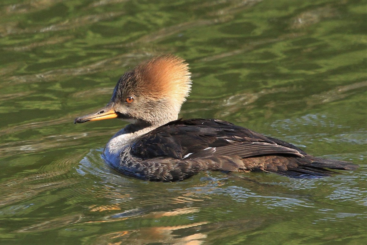 Hooded Merganser - ML210072451