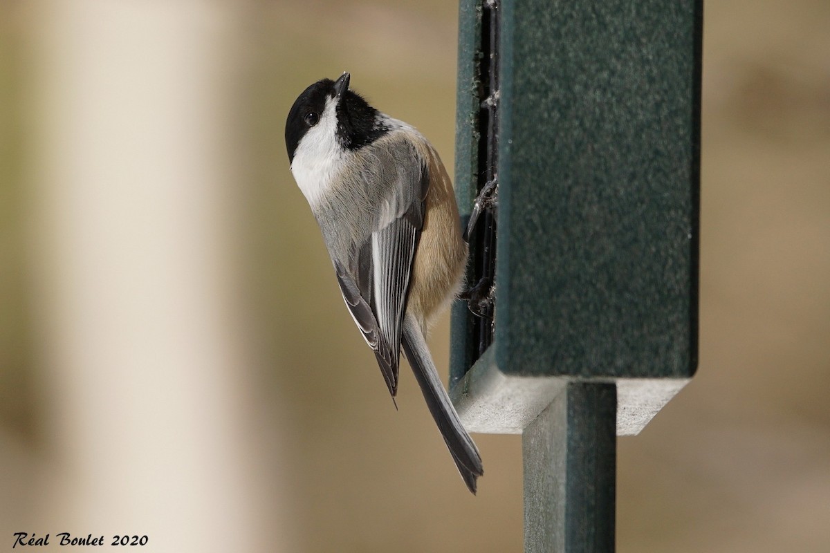 Black-capped Chickadee - ML210073391