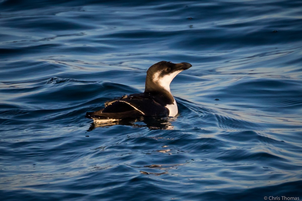 Razorbill - Chris Thomas