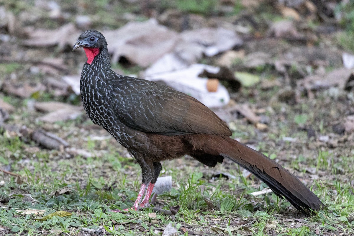 Cauca Guan - ML210079761