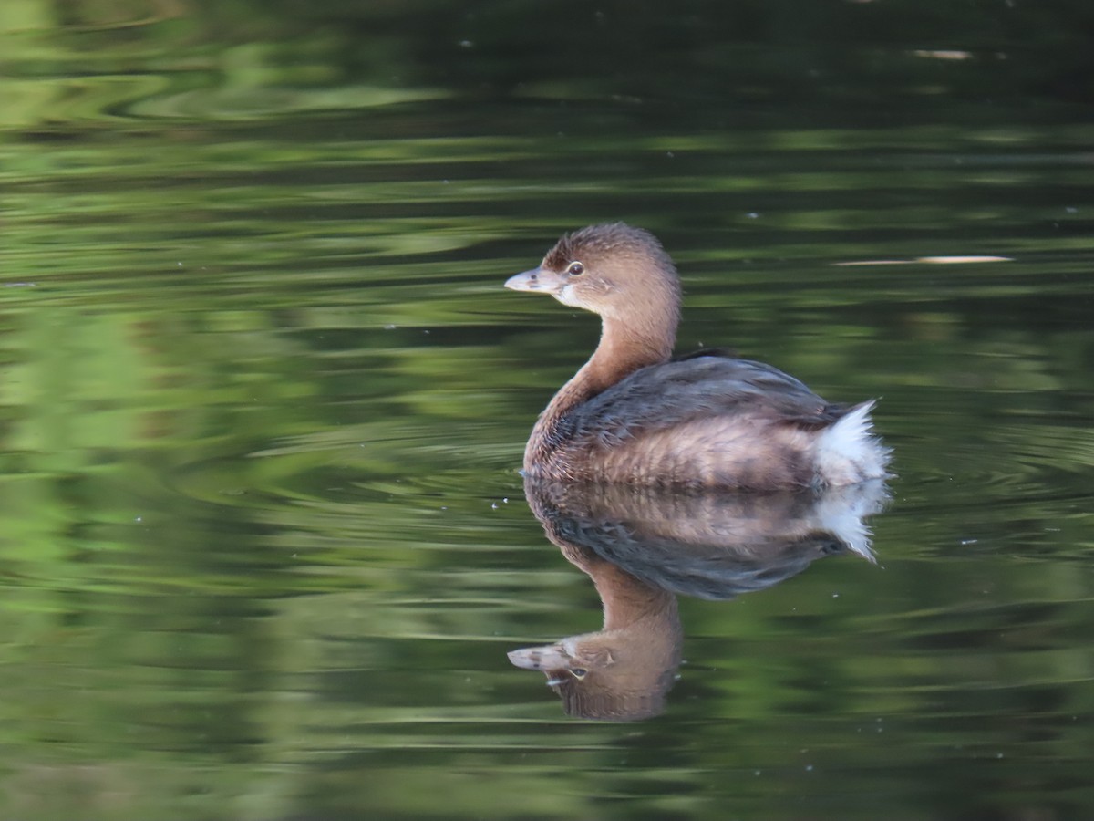 Pied-billed Grebe - ML210080111