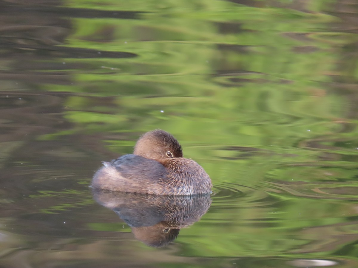 Pied-billed Grebe - ML210080201