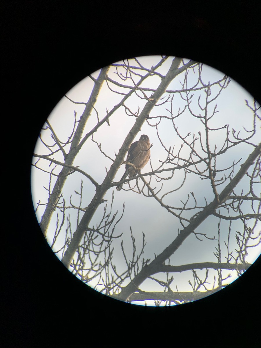 Cooper's Hawk - ML210080981