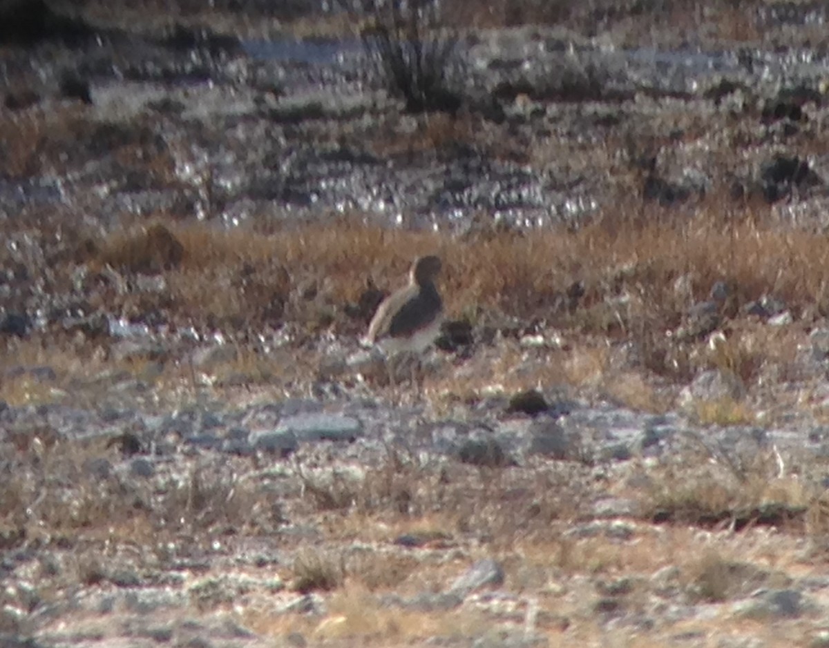 Mountain Plover - ML21008251