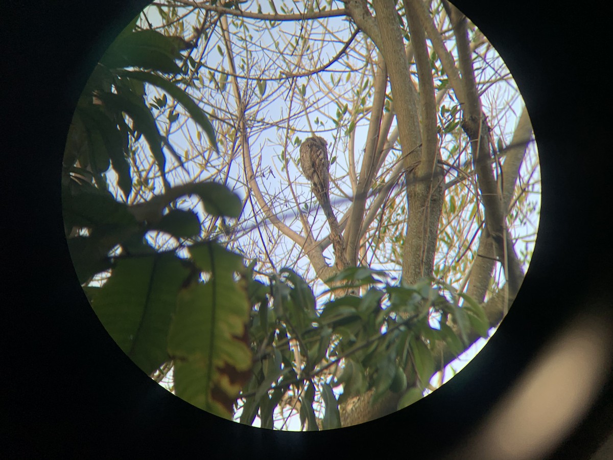 Common Potoo - Juan Ochoa