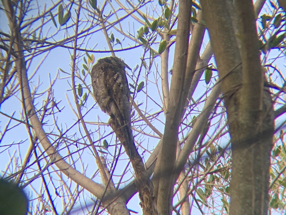 Common Potoo - Juan Ochoa