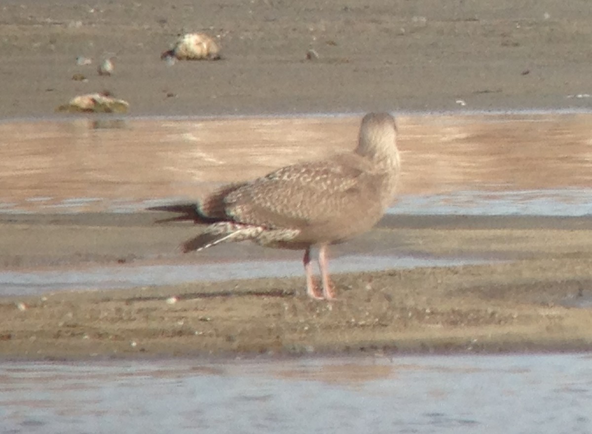 Herring Gull - ML21008381