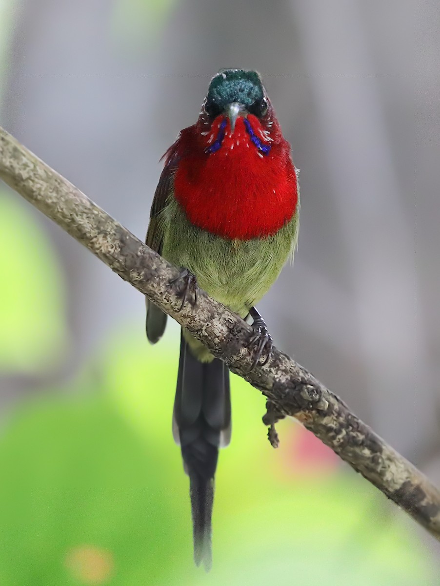 Crimson Sunbird - Krishna Kishore Eyunni