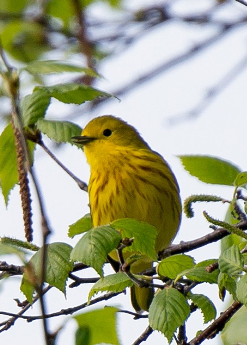 Yellow Warbler - ML210085341