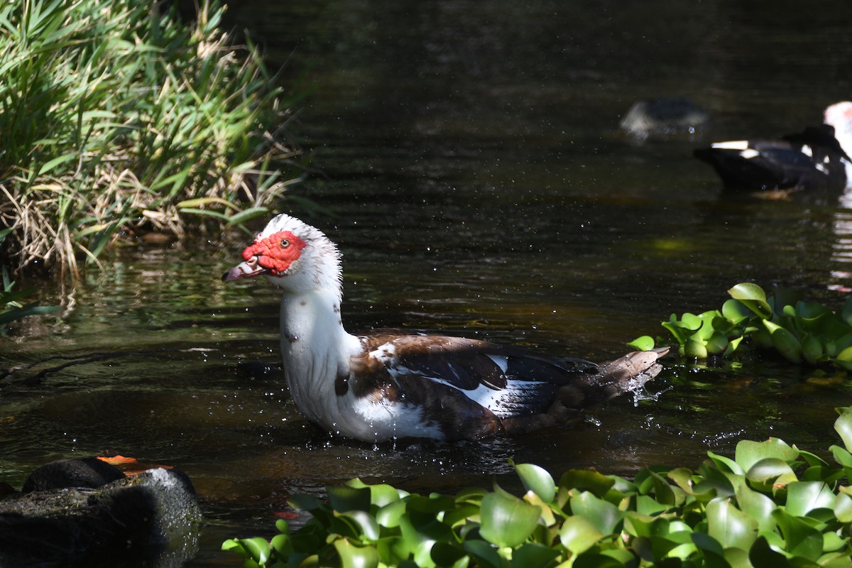 Muscovy Duck (Domestic type) - Katrina Cheung