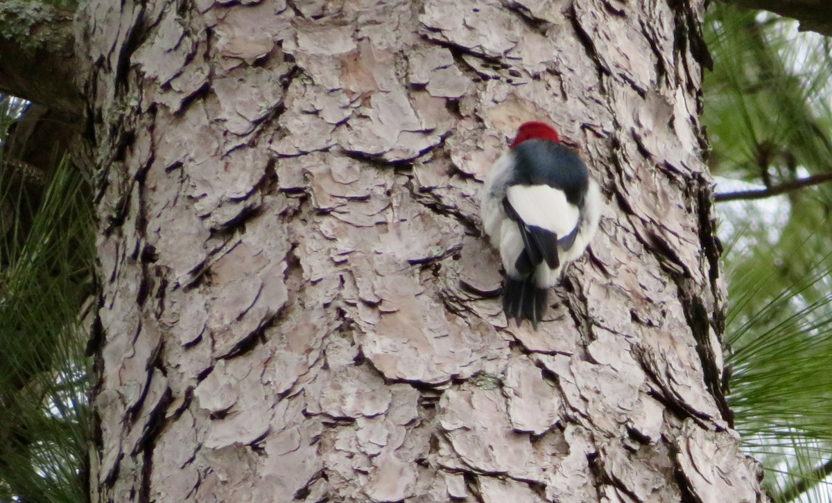 Red-headed Woodpecker - ML210086021