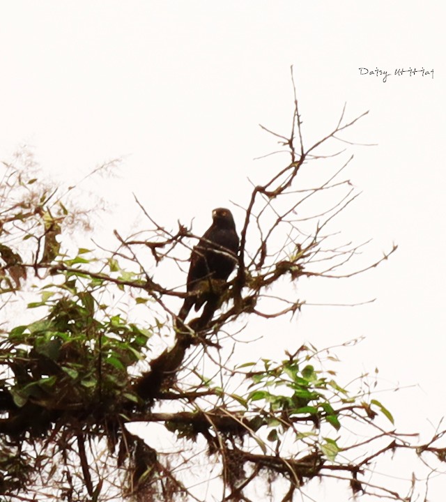 White-rumped Hawk - ML210086511