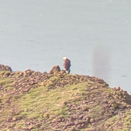 Bald Eagle - ML210086521