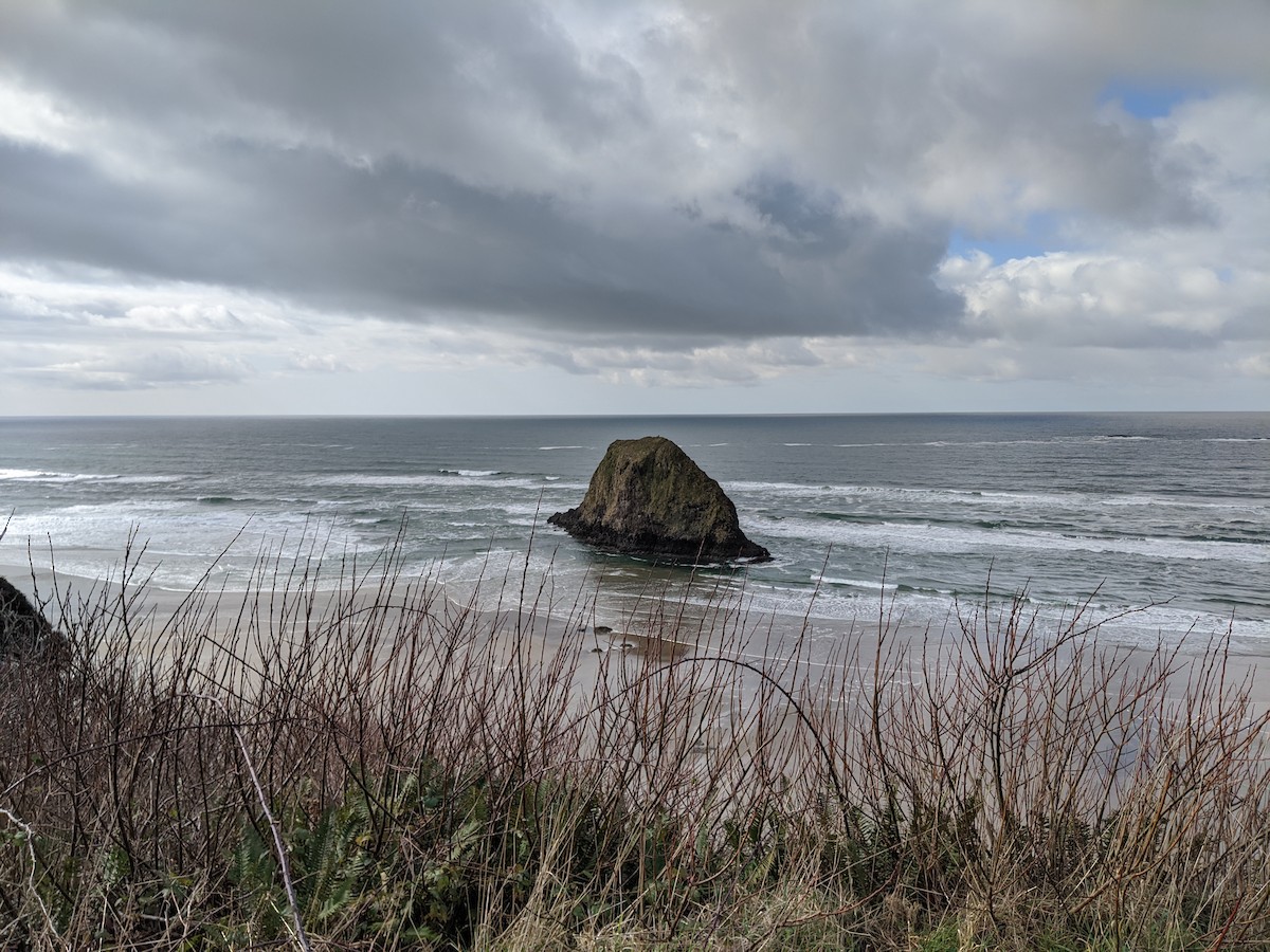 Bald Eagle - ML210086581