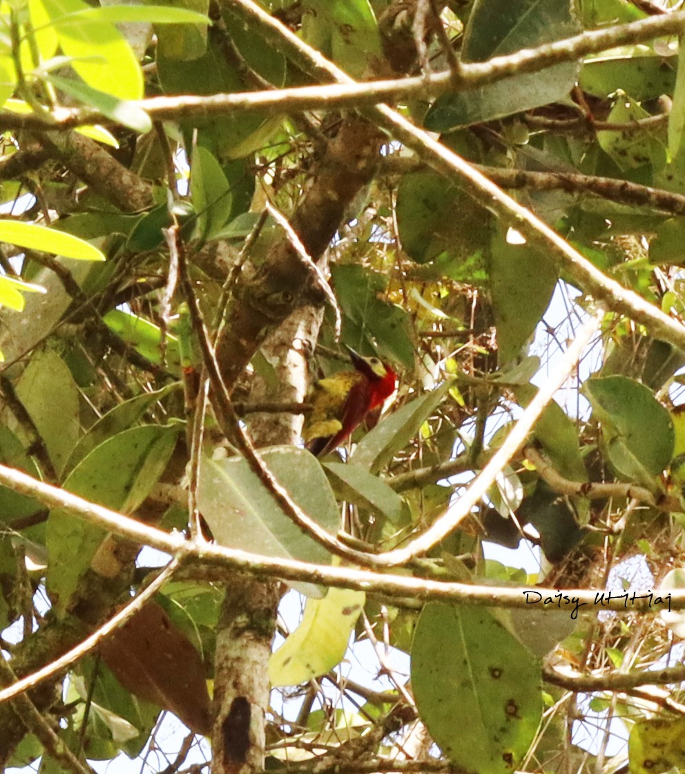 Crimson-mantled Woodpecker - ML210086721