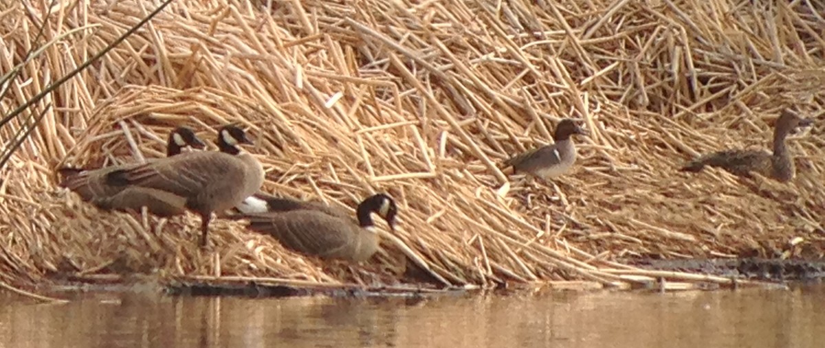 Cackling/Canada Goose - Chris Howard
