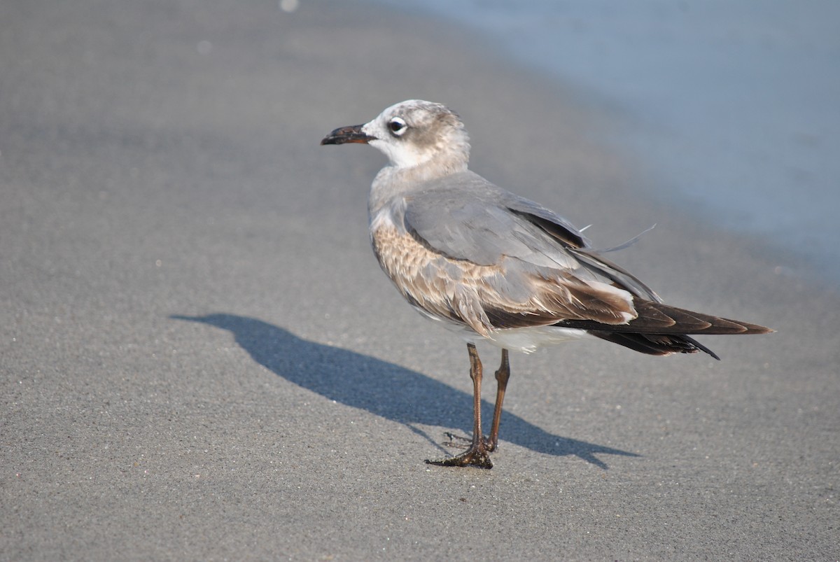 Laughing Gull - Denis Fournier