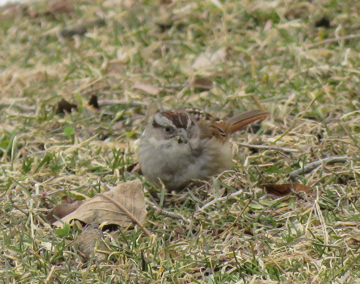 Swamp Sparrow - ML210089491