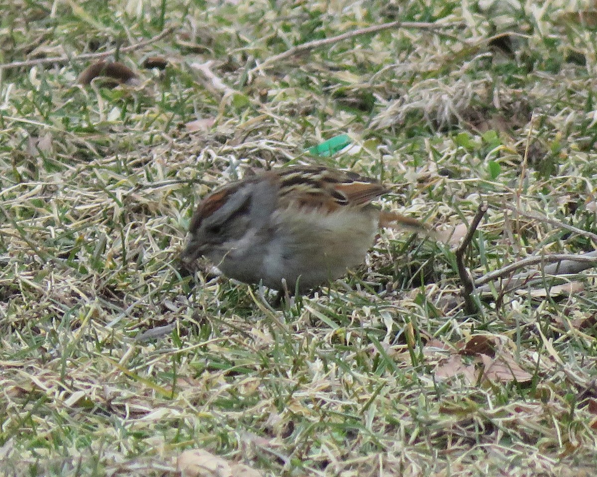 Swamp Sparrow - ML210089511