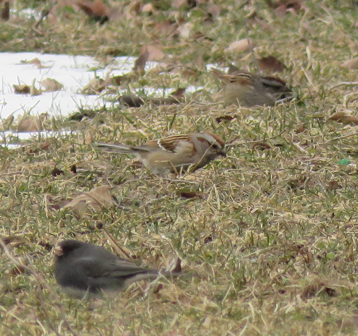 Swamp Sparrow - ML210089531