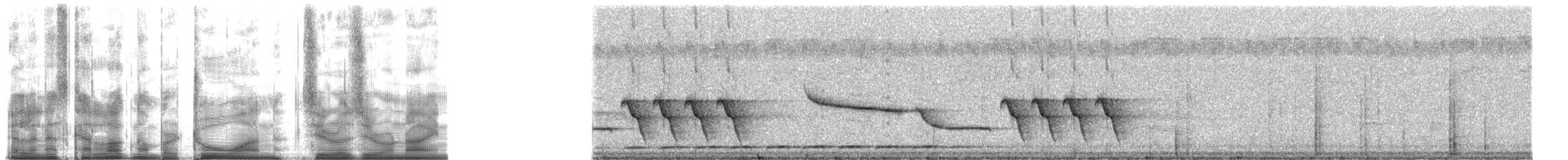 Troglodyte coraya - ML21009