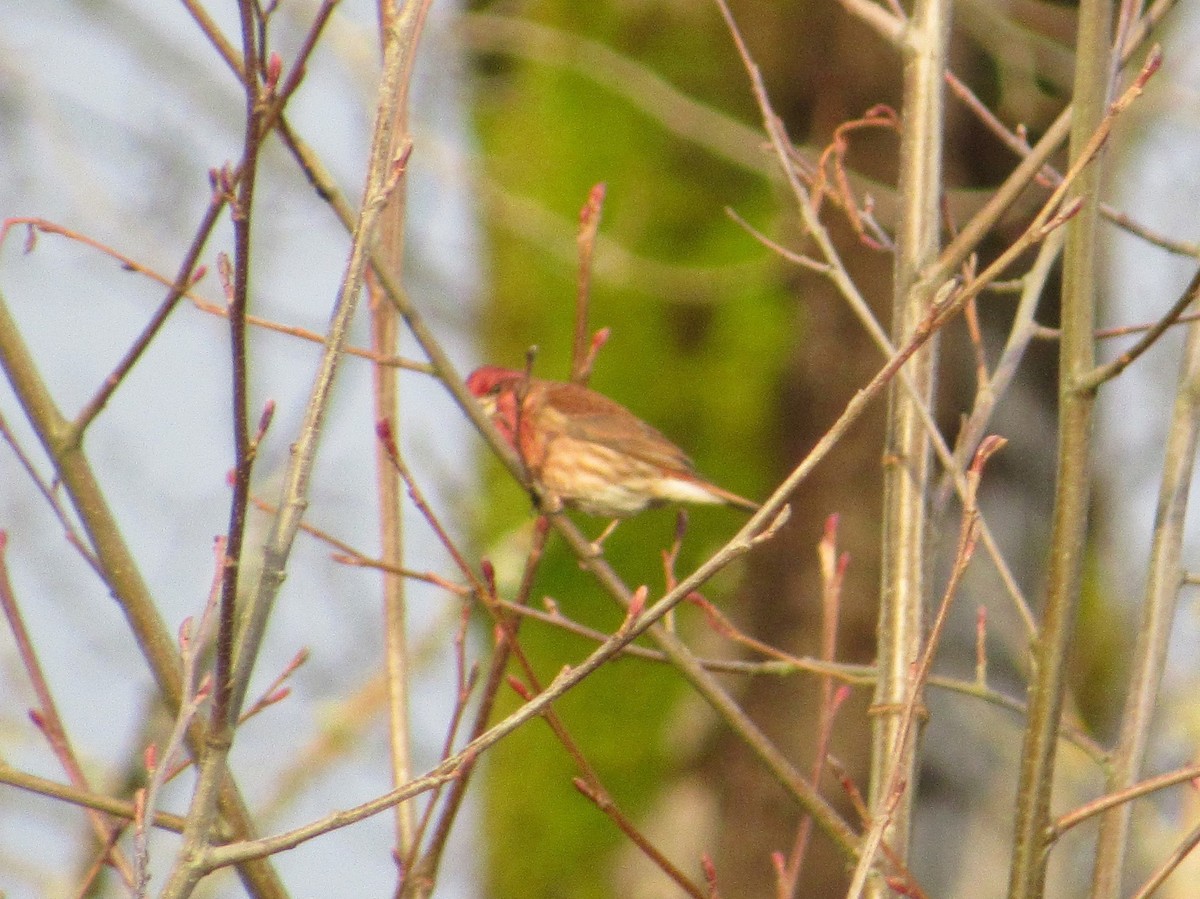 Purple Finch - David Poortinga