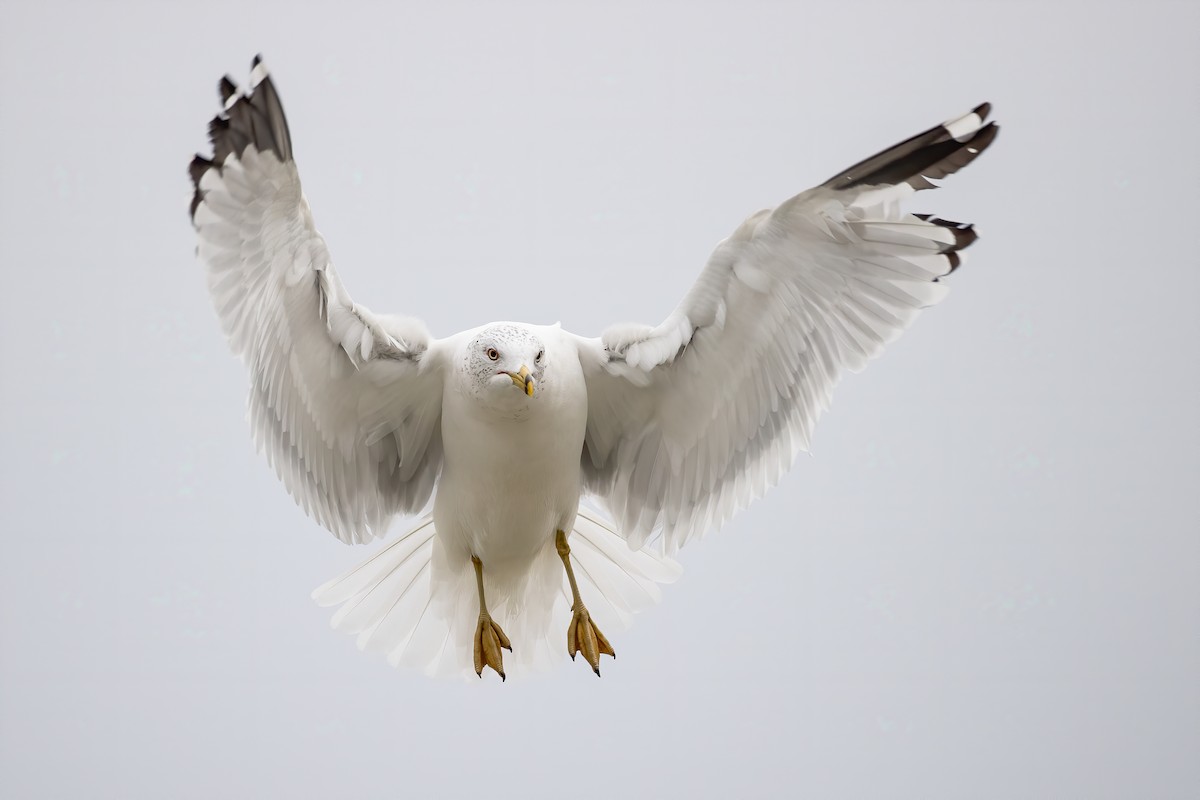 Ring-billed Gull - Ryan Sanderson