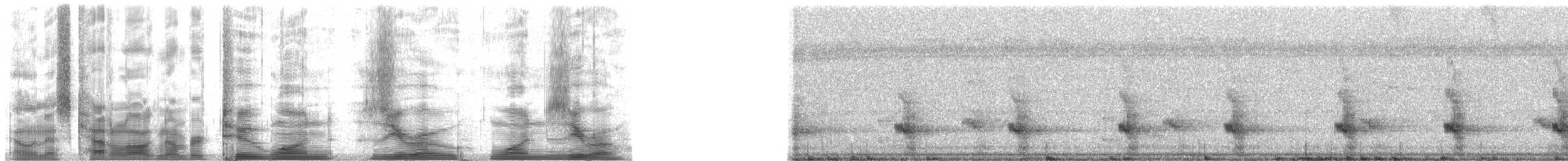 Toucan vitellin (vitellinus) - ML21010