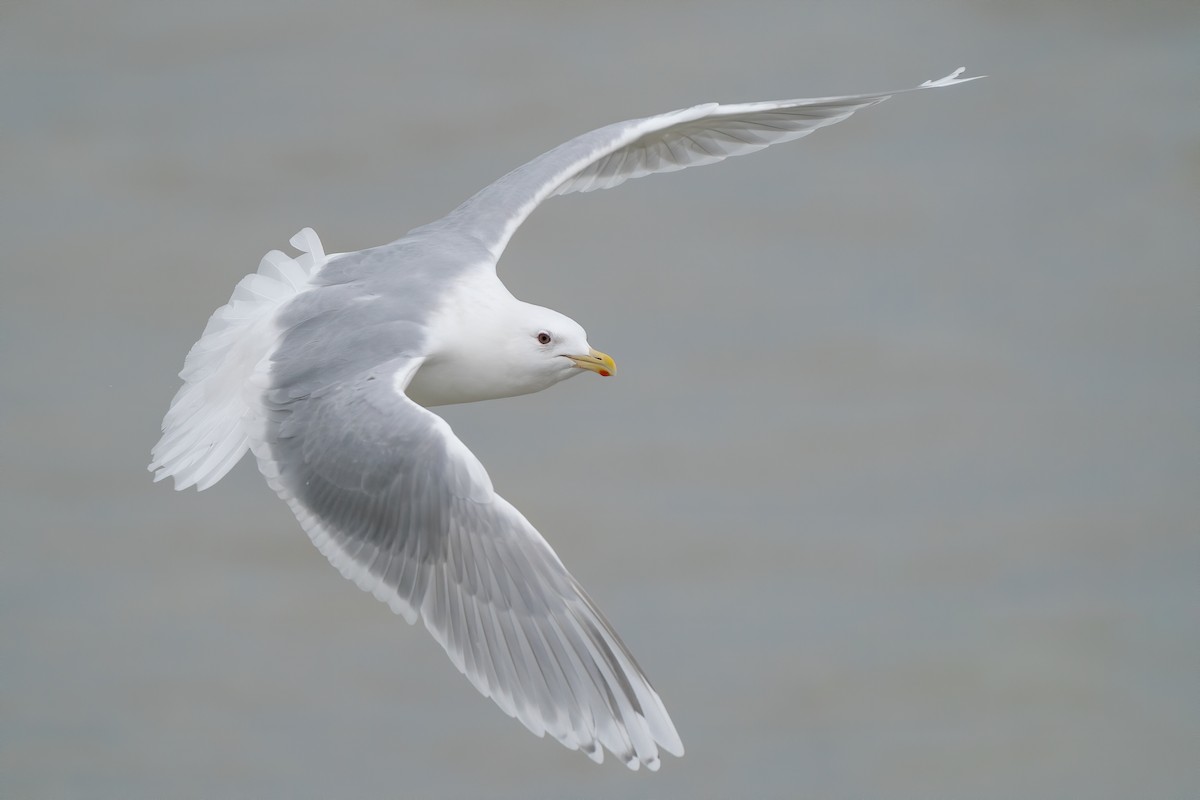 Iceland Gull (kumlieni) - ML210100051