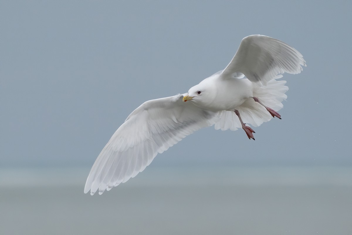 Iceland Gull (kumlieni) - ML210100081