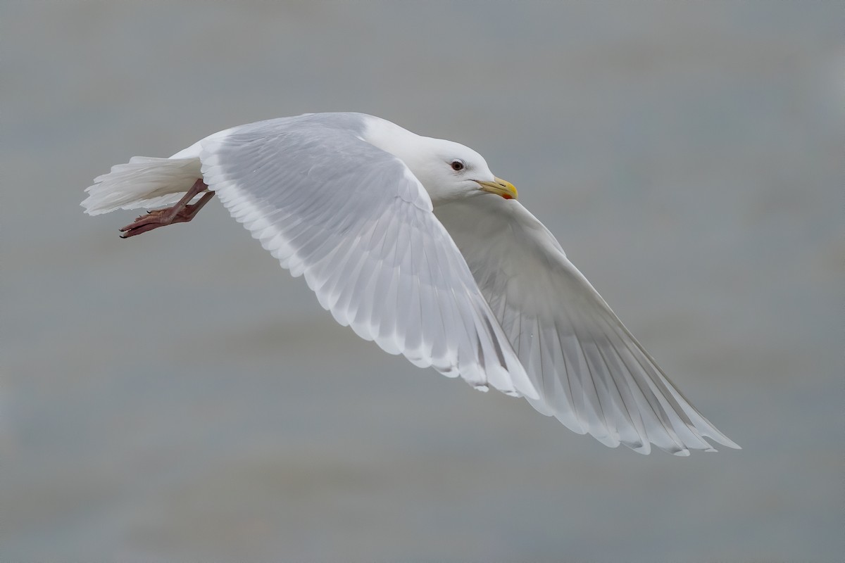 Iceland Gull (kumlieni) - ML210100121