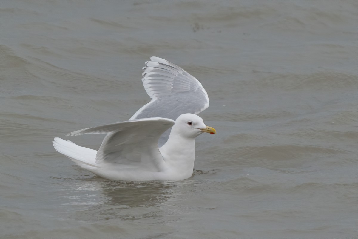 Iceland Gull (kumlieni) - ML210100211