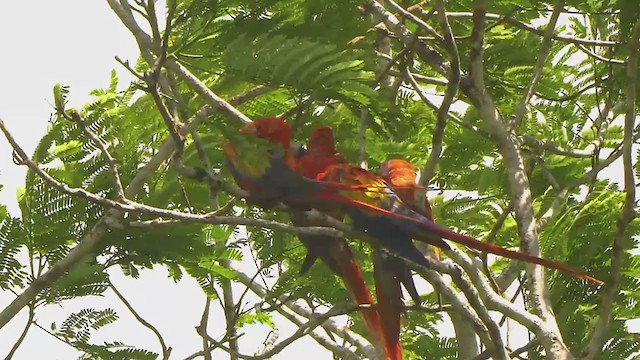 Scarlet Macaw - ML210101231
