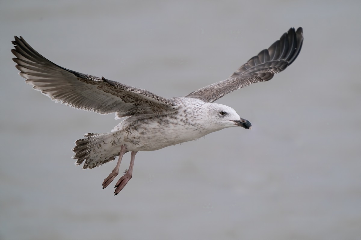 Great Black-backed Gull - ML210101591