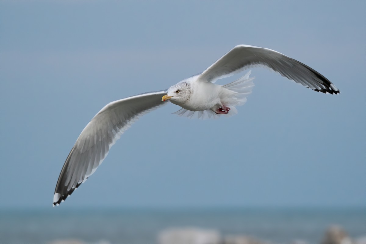 Herring Gull (American) - Ryan Sanderson