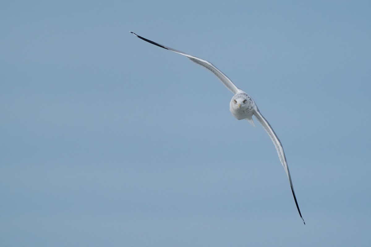 Herring Gull - ML210101981