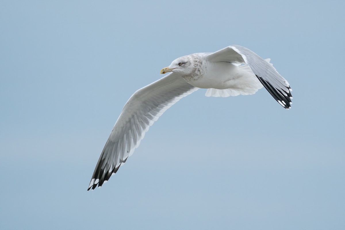 Herring Gull - Ryan Sanderson