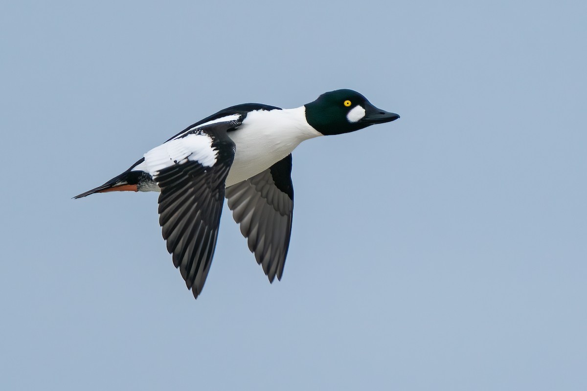 Common Goldeneye - ML210102211