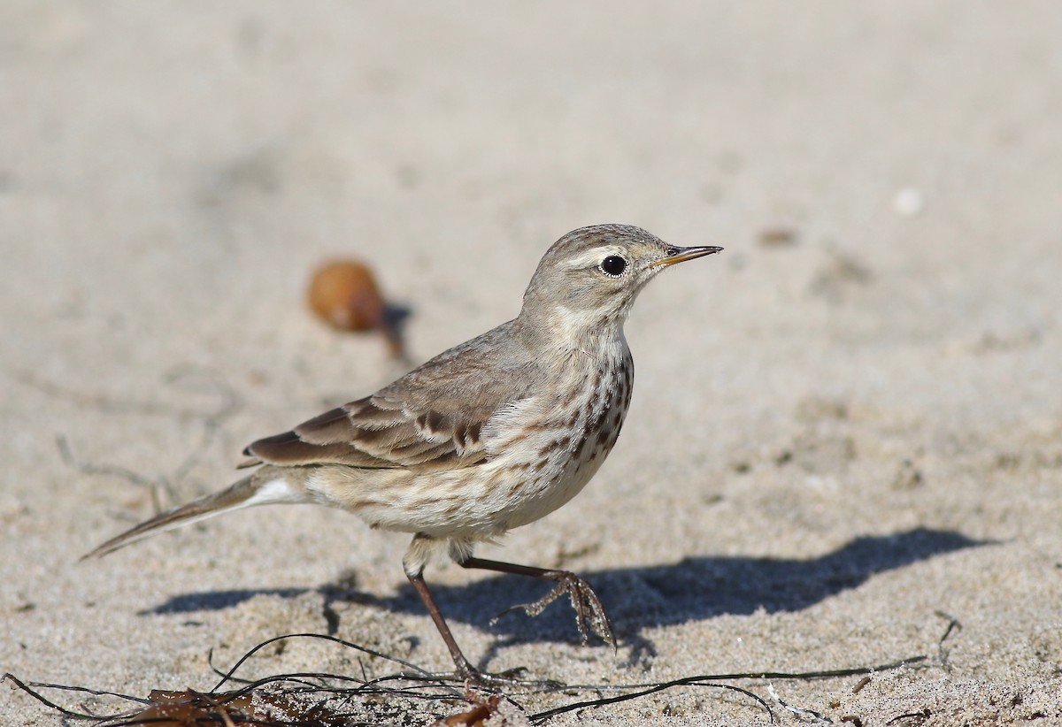 American Pipit - Ken Rosenberg